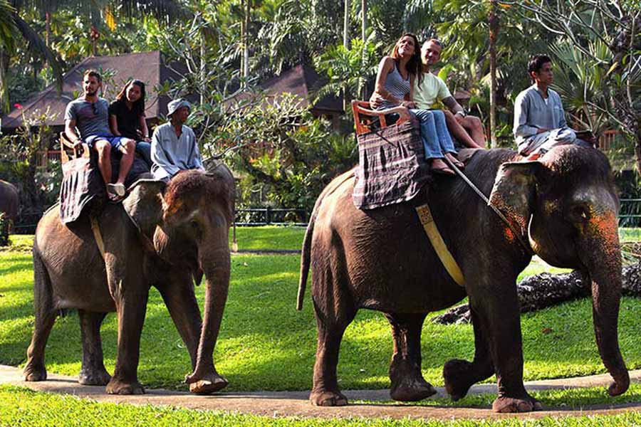 Elephant Safari Ride - Riding Elephant at Taro Village