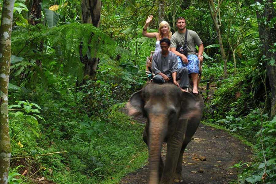 Elephant Safari Ride - Riding Elephant at Taro Village