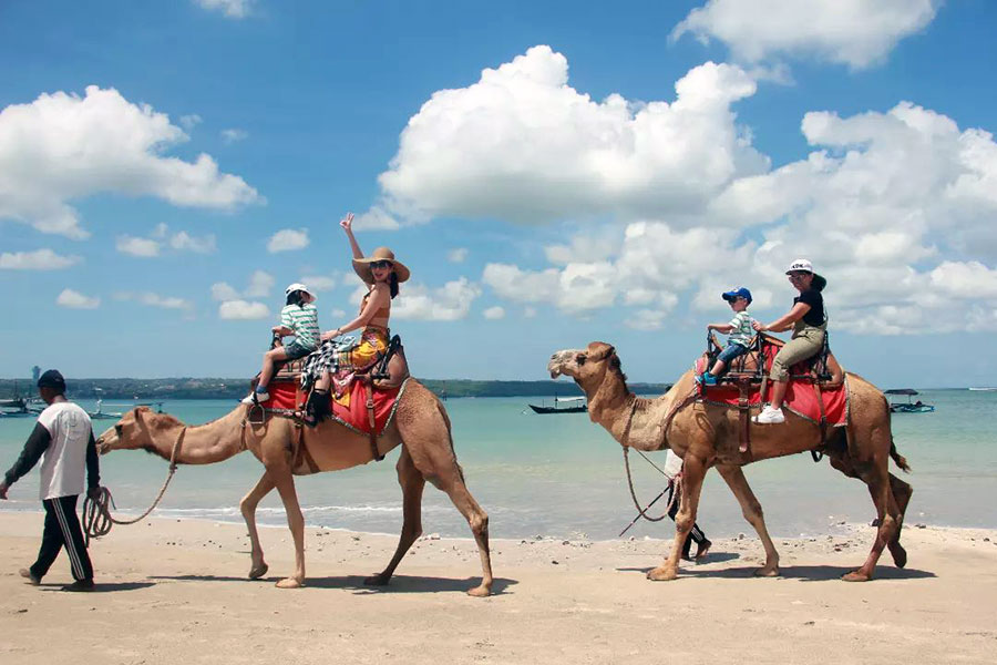 Bali Camel Adventure at Kelan Beach Near Kuta