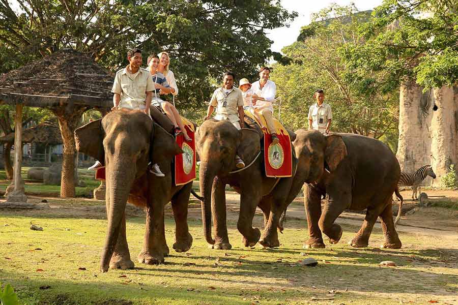 Jungle experience by Elephant Back Safari