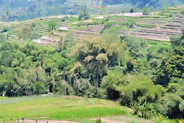 Pacung Village