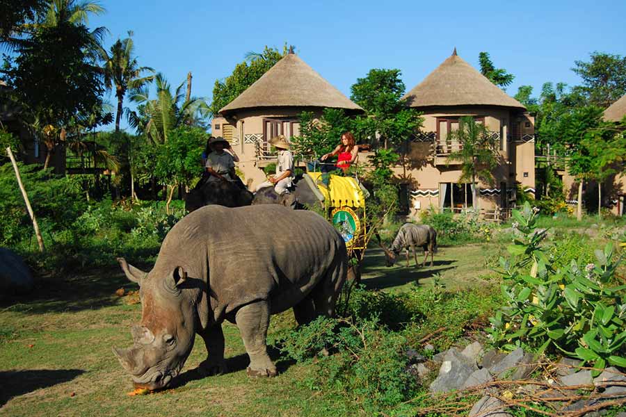 Safari Jungle Led by professional mahout